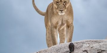 Last chance to see Wildlife Photographer of the Year Exhibition at Wolverhampton Art Gallery