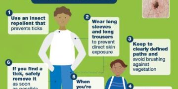 How to stay safe this tick season